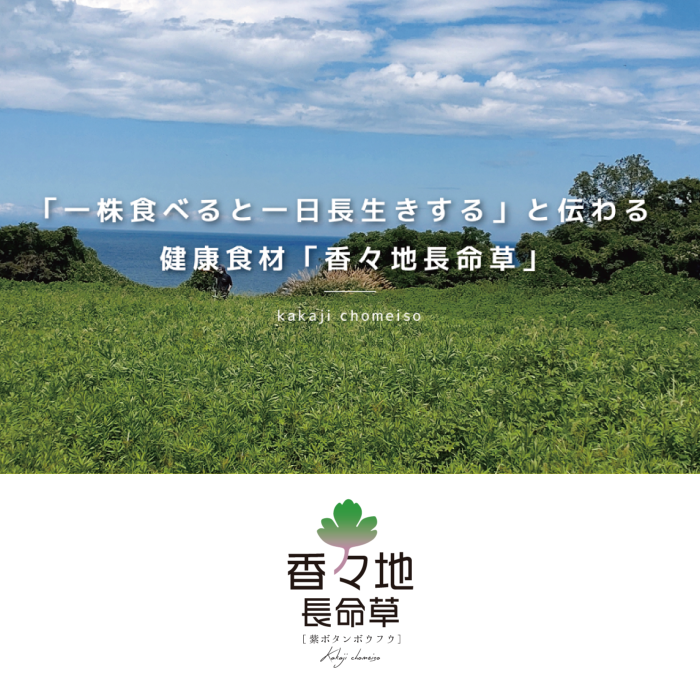 青汁パウダー & 紫ボウフウ茶 2種セット | 紫ボタンボウフウ 香々地 長命草