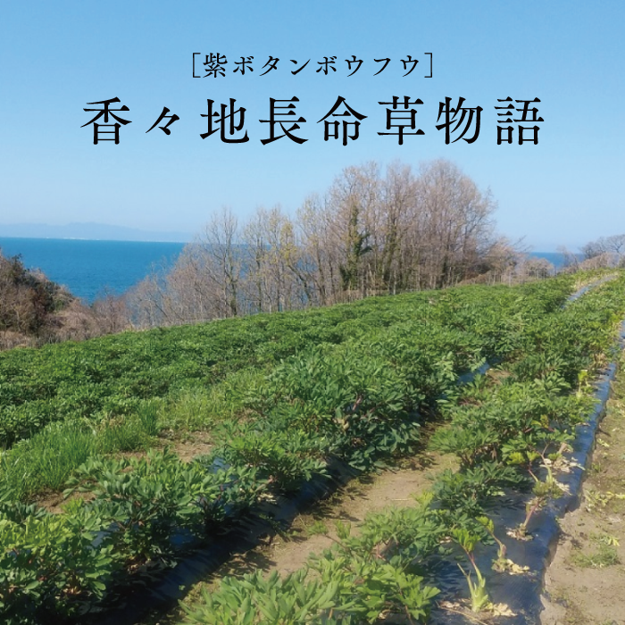 青汁パウダー & 紫ボウフウ茶 2種セット | 紫ボタンボウフウ 香々地 長命草