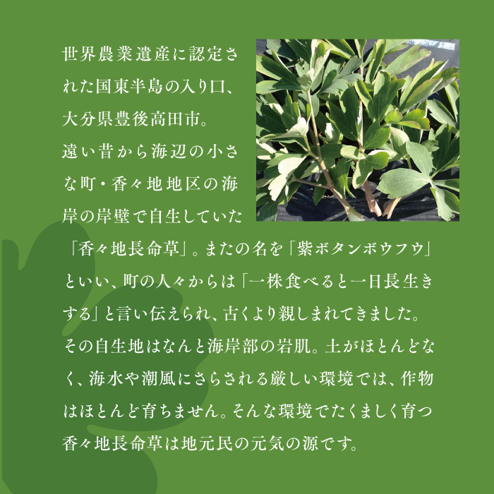 青汁パウダー & 紫ボウフウ茶 2種セット | 紫ボタンボウフウ 香々地 長命草