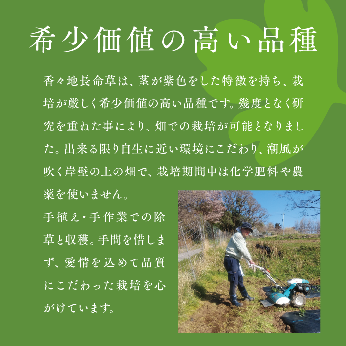 青汁パウダー & 紫ボウフウ茶 2種セット | 紫ボタンボウフウ 香々地 長命草