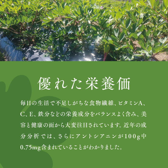 青汁パウダー & 紫ボウフウ茶 2種セット | 紫ボタンボウフウ 香々地 長命草