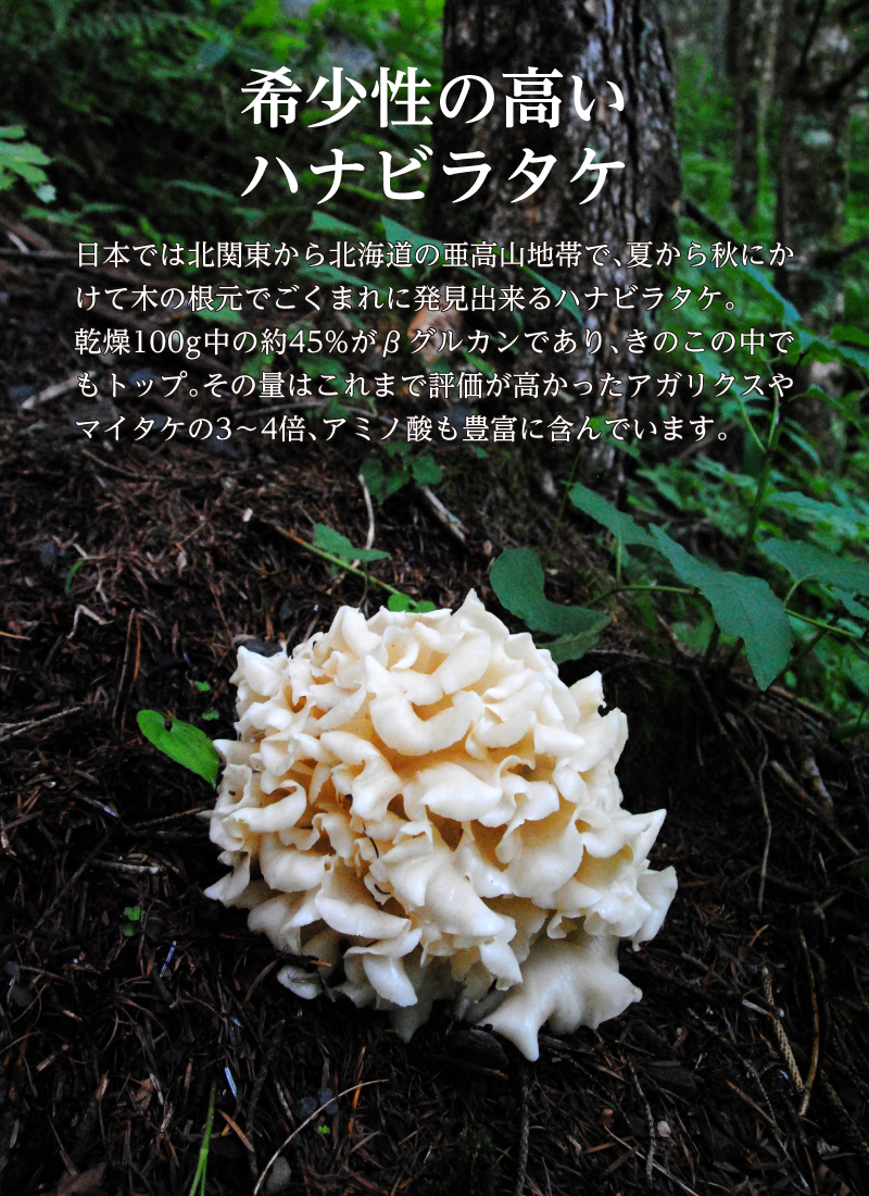 【期間限定販売品：クーガ芋入り】ハナビラタケX5 1箱 ( 120カプセル ) Biomax Premium 乳酸菌バイオジェニックス 高機能特許乳酸菌