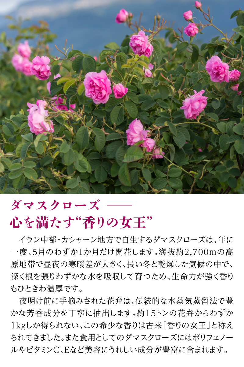 nini 熟成発酵ザクロゼリー